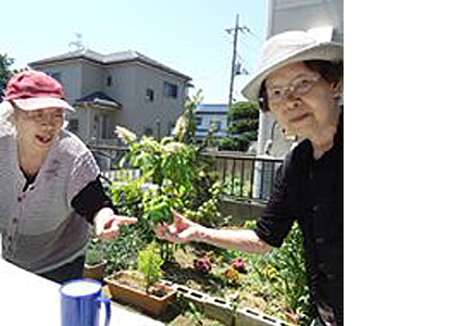 菜園